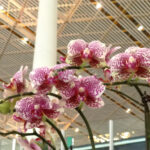 Beijing International Airport - DileVale