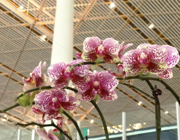 Beijing International Airport - DileVale