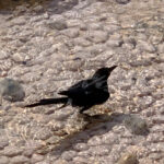 Bird and Pond – Riviera Maya – Mexico - DileVale