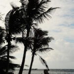 Boat Pier – Aruba - DileVale