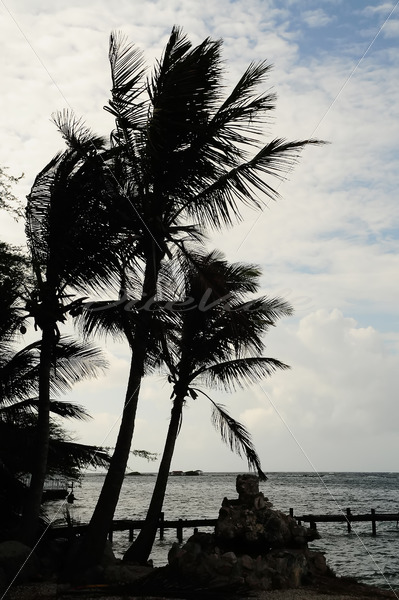 Boat Pier – Aruba - DileVale