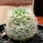 Cactus Plant – Queens NY - DileVale
