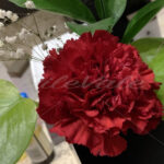 Carnation – Riviera Maya – Mexico - DileVale