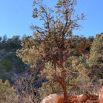 Cliff Dwellings – Colorado - DileVale
