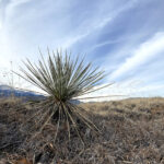 Colorado Springs - DileVale