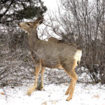 Deer – Colorado Springs - DileVale