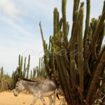 Donkey Sanctuary – Aruba - DileVale