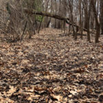 Dry Leaves - DileVale