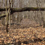 Dry Leaves - DileVale