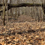 Dry Leaves - DileVale