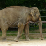 Elephant – Washington Zoo - DileVale