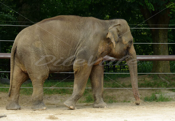 Elephant – Washington Zoo - DileVale