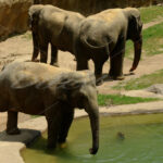 Elephant – Washington Zoo - DileVale