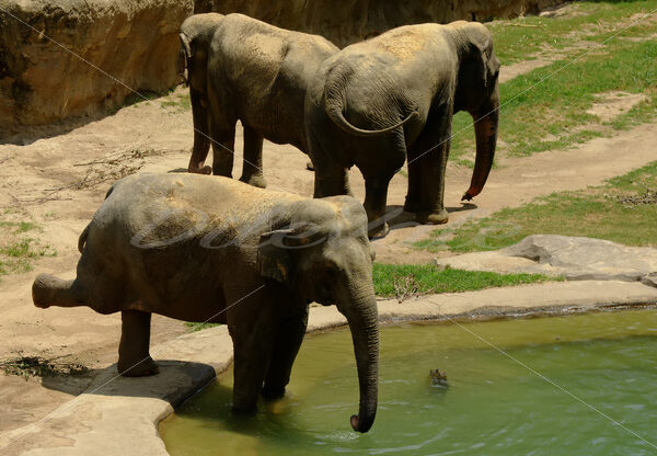 Elephant – Washington Zoo - DileVale