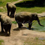 Elephant – Washington Zoo - DileVale