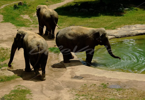 Elephant – Washington Zoo - DileVale