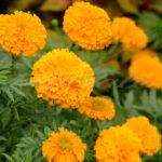 Garden Flowers - DileVale