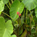 Garden Plants - DileVale