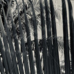 Leaves – Riviera Maya – Mexico - DileVale