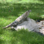 Lizard – Riviera Maya – Mexico - DileVale
