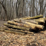 Logs - DileVale