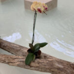 Ornamental Plant – Riviera Maya – Mexico - DileVale