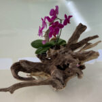 Ornamental Plant – Riviera Maya – Mexico - DileVale