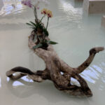 Ornamental Plant – Riviera Maya – Mexico - DileVale