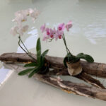 Ornamental Plant – Riviera Maya – Mexico - DileVale