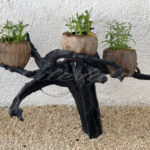 Ornamental Plant – Riviera Maya – Mexico - DileVale