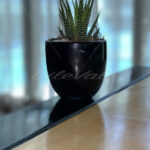 Ornamental Plant – Riviera Maya – Mexico - DileVale