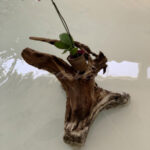 Ornamental Plant – Riviera Maya  Mexico - DileVale