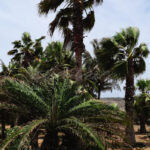 Palm Tree – Aruba - DileVale