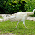 Peacock – Cancun - DileVale