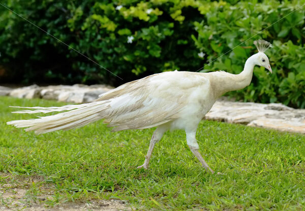 Peacock – Cancun - DileVale