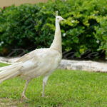 Peacock – Cancun - DileVale