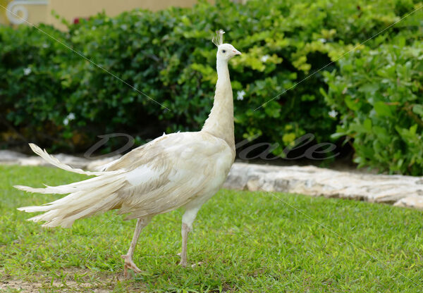 Peacock – Cancun - DileVale