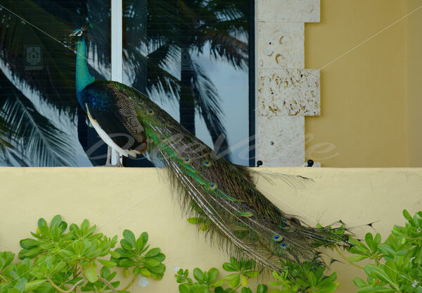 Peacock – Cancun - DileVale