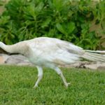 Peacock – Cancun - DileVale