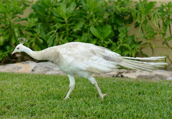 Peacock – Cancun - DileVale
