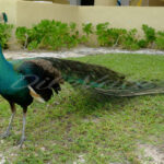 Peacock – Cancun - DileVale