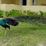 Peacock – Cancun - DileVale