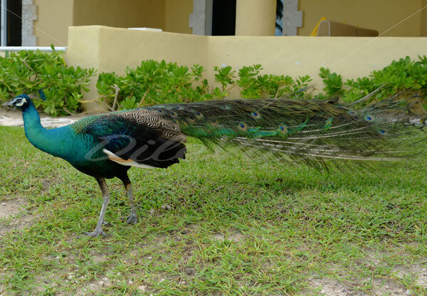 Peacock – Cancun - DileVale