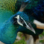 Peacock – Cancun - DileVale