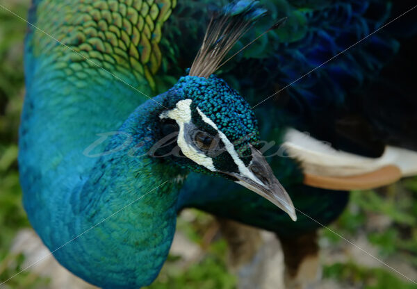 Peacock – Cancun - DileVale