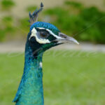 Peacock – Cancun - DileVale