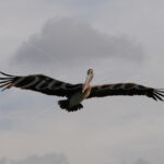 Pelican – Aruba - DileVale