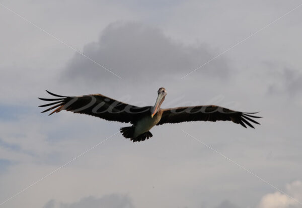 Pelican – Aruba - DileVale