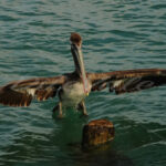 Pelican – Aruba - DileVale