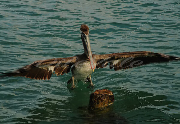 Pelican – Aruba - DileVale